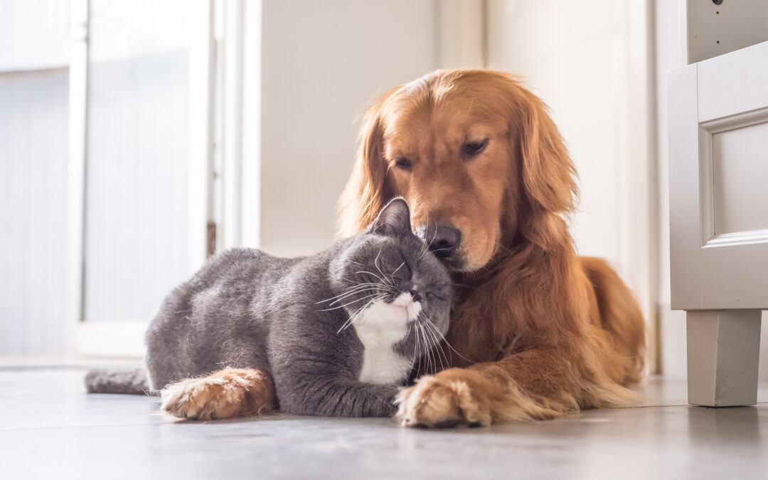 Versicherung für Hunde und Katzen